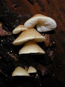 Crepidotus sp. from side