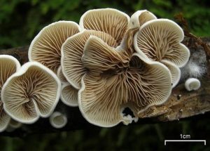 Crepidotus sp. underside