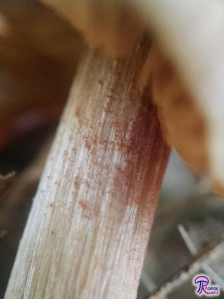 Entoloma with pink spores