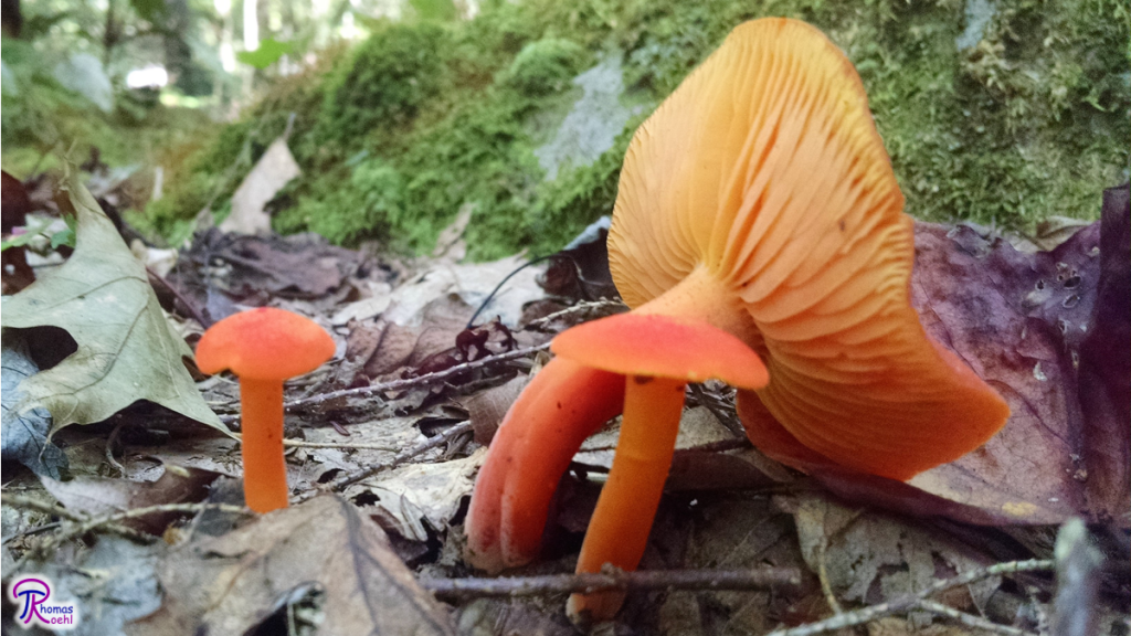 Hygrocybe splendidissima