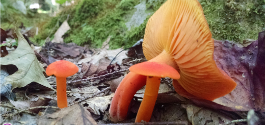 Hygrocybe splendidissima