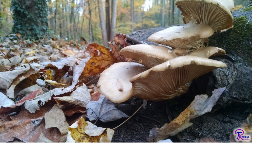 Pleurotus ostreatus