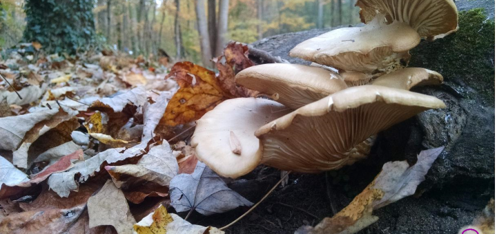 Pleurotus ostreatus