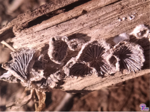 Schizophyllum commune