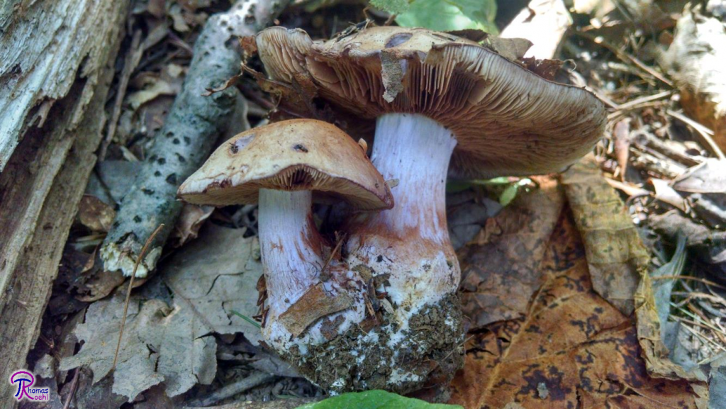 cortinarius sp.