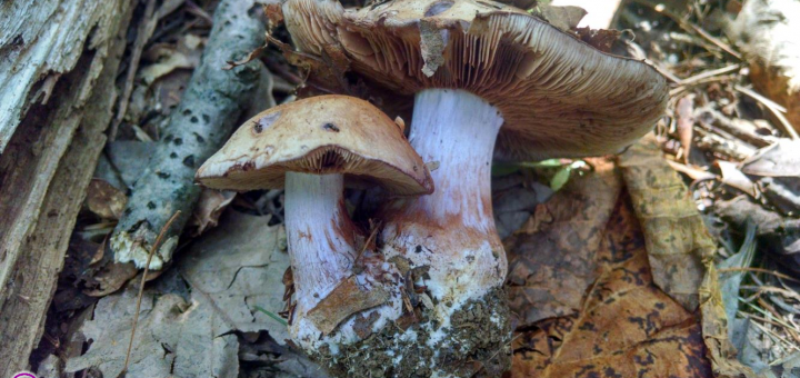 cortinarius sp.