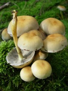 Hypholoma fasciculare