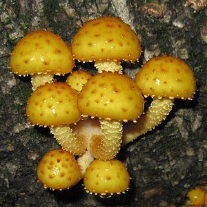 Pholiota aurivella