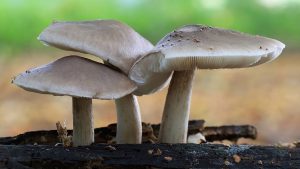 #142: <em>Pluteus cervinus</em>, the Deer Mushroom