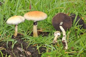 Psilocybe cubensis