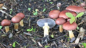 #185: Stropharioid Mushrooms