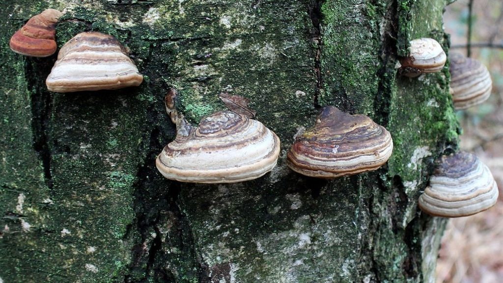 Fomes fomentarius