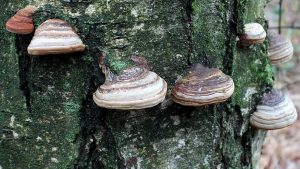 #189: <em>Fomes fomentarius</em>, The Tinder Polypore