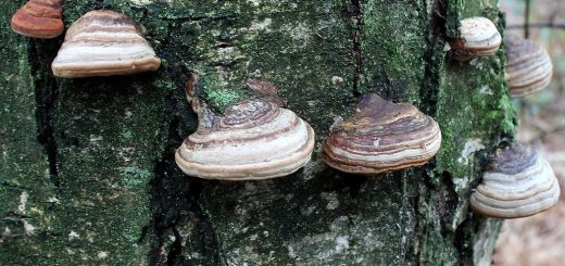 Fomes fomentarius