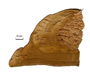 Fomes fomentarius cross-section