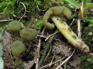 Leotia atrovirens