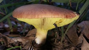 #187: <em>Phylloporus rhodoxanthus</em>, the Gilled Bolete