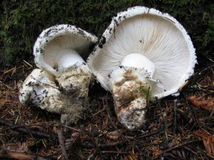 Tricholoma magnivelare