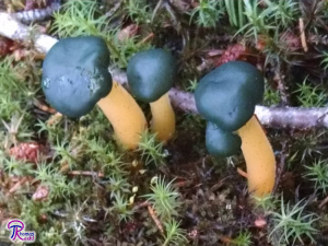 Leotia viscosa