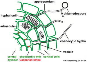 arbuscular mycorrhiza diagram