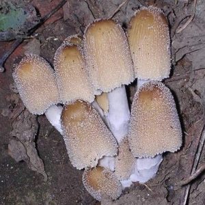 Coprinellus micaceus