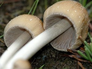 Coprinellus micaceus gills