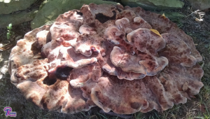 large Laetiporus persicinus