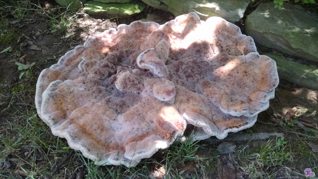 Laetiporus persicinus