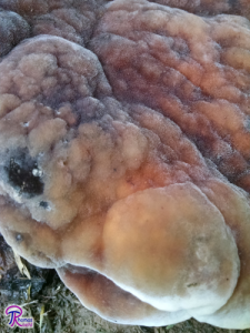 Laetiporus persicinus close