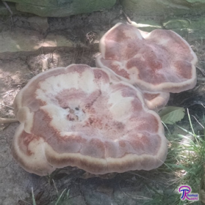 young Laetiporus persicinus