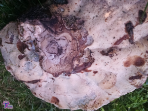 Laetiporus persicinus underside