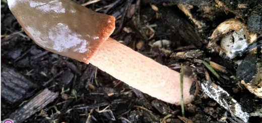 Phallus rubicundus