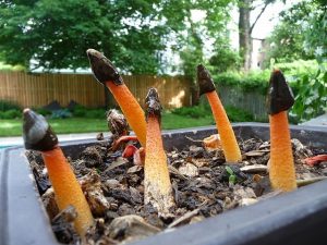 Phallus rubicundus in flower box