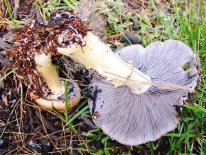 Stropharia rugosoannulata base