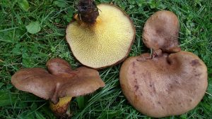 #143: <em>Boletinellus merulioides</em>, the Ash Tree Bolete