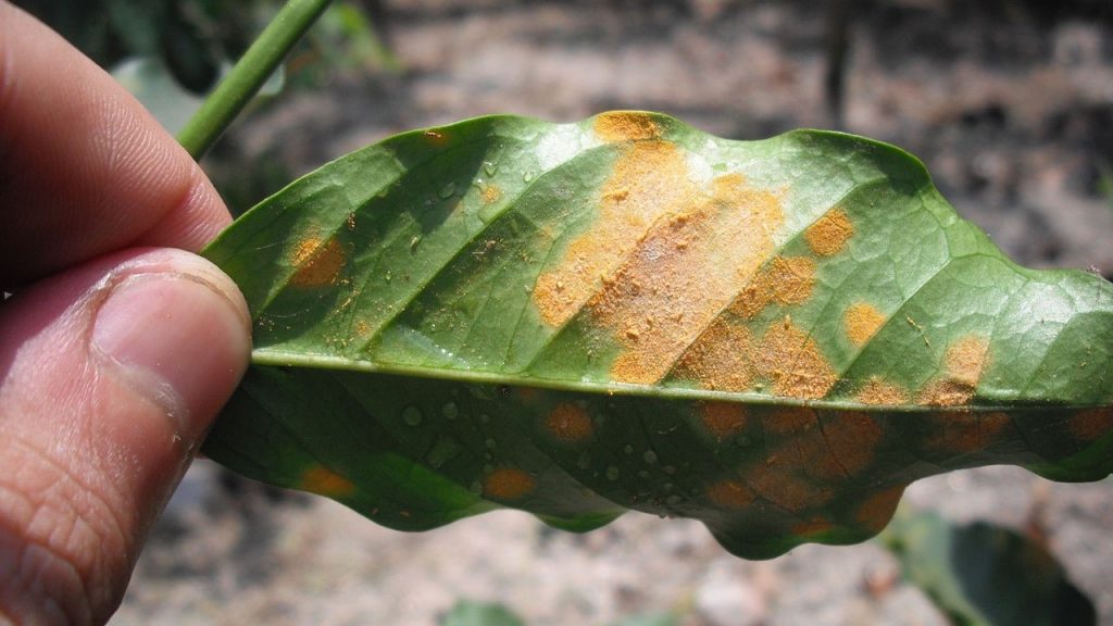 Coffee Rust