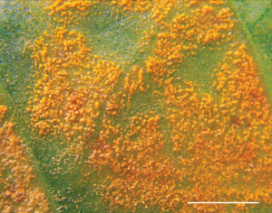 Coffee Rust close-up