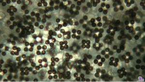 #013: Characteristics of Division Basidiomycota