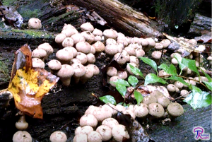 Lycoperdon pyriforme