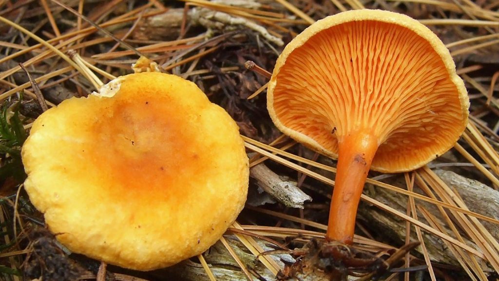 Hygrophoropsis aurantiaca