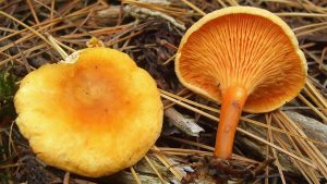 #196: <em>Hygrophoropsis aurantiaca</em>, The False Chanterelle