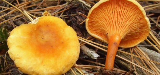 Hygrophoropsis aurantiaca