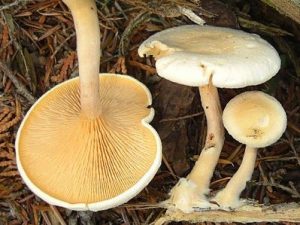 Pale Hygrophoropsis aurantiaca