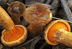 Hygrophoropsis aurantiaca dark