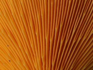 Hygrophoropsis aurantiaca gills