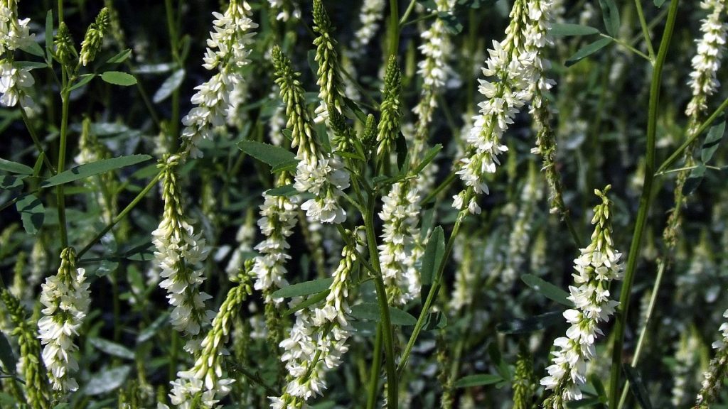 sweet clover flowering