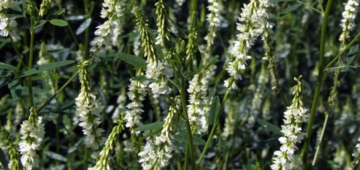 sweet clover flowering