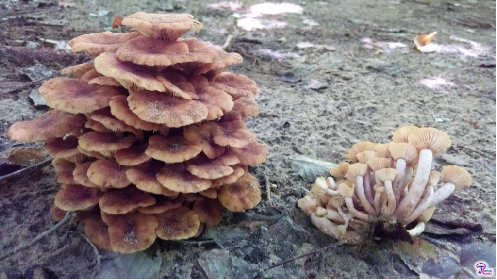 Armillaria tabescens