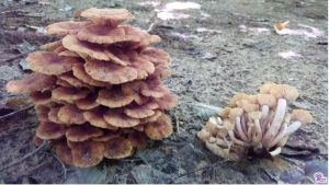 #198: <em>Armillaria tabescens</em>