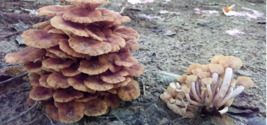 Armillaria tabescens